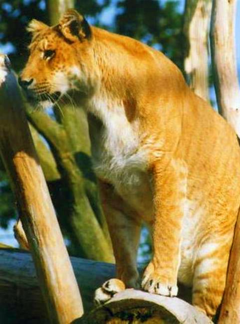 Liger Breeding in the Wild is a Natural Process.