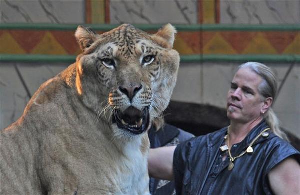 Ligers can maintain a speed of 80 kilometers per hour. 