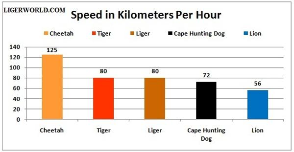 Liger Speed is around 70 to 90 kilometers per hour. 