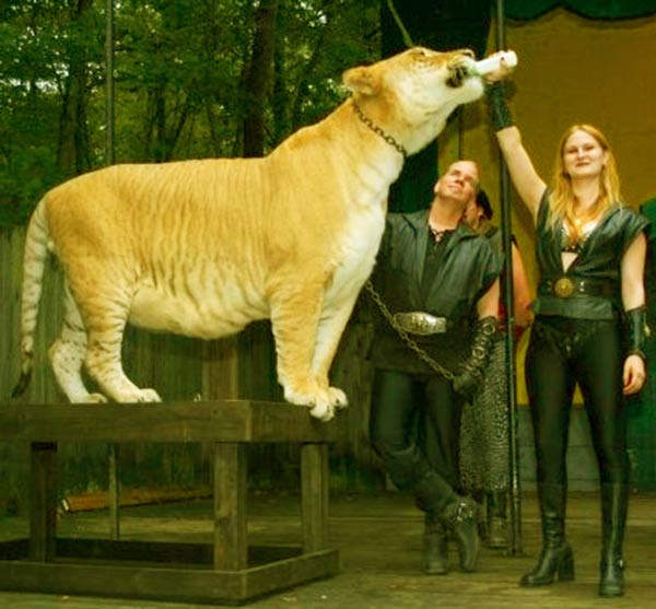 China York with Hercules the liger at King Richards Faire at Carver, Massachusetts, USA.