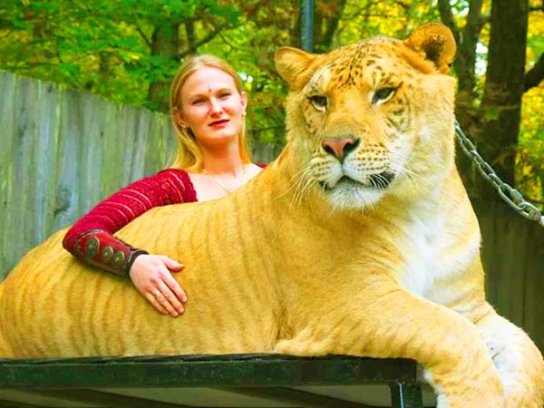 China York has raised Hercules the liger since he was a small cub.