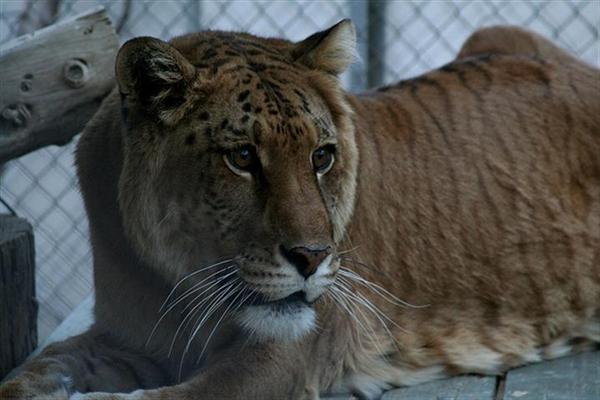 Liger Cub Curiously Looking out in China.