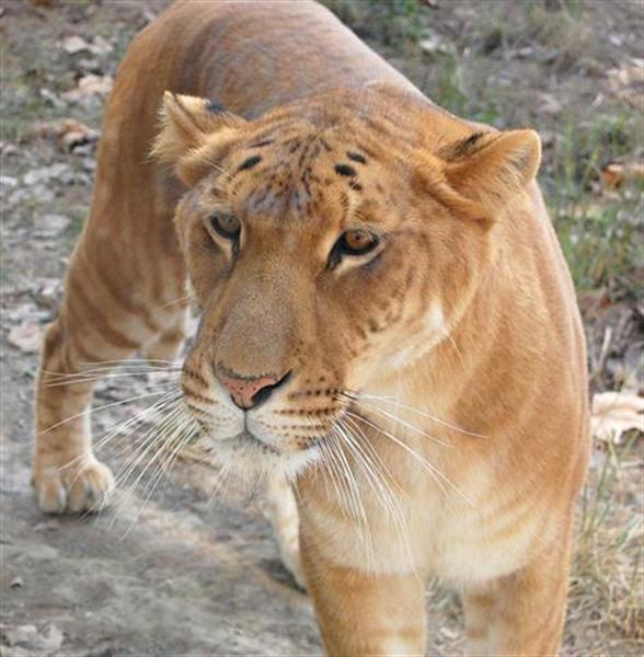 Liger at Shangahi Zoo in China. Ligers Grow 900 Pounds. 