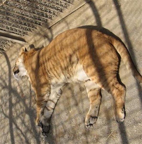 Liger Sleeping in a Chinese Zoo.