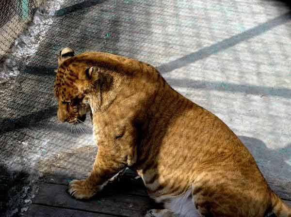 Liger Survival Rate in China. 