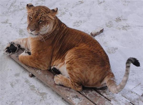 Ligers Puffy Tail resembling it with tail of a lion. 