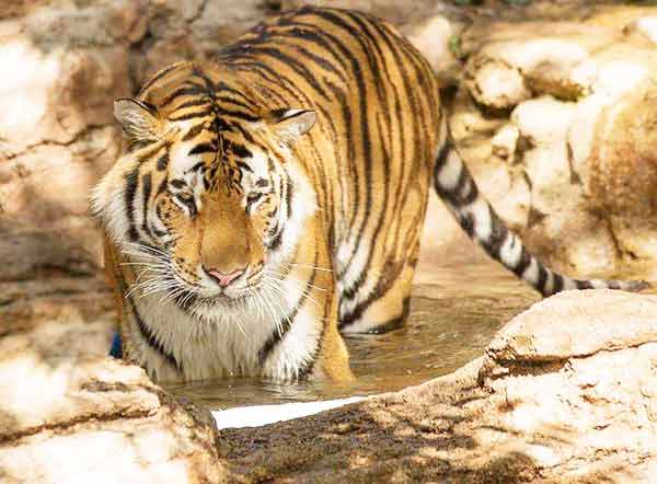 Tigress record births for a Ligers. The name of the Tigress is Huan Huan.