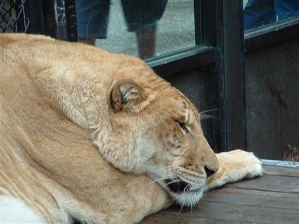 Ligers are believed to be living in Poor Conditions. 