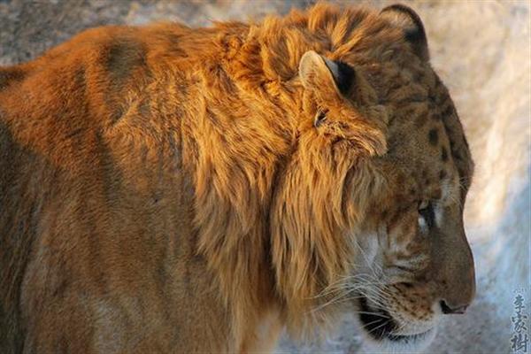 Ligers face life dangers through smuggling as the animal is sedated which may cause death of the ligers too.
