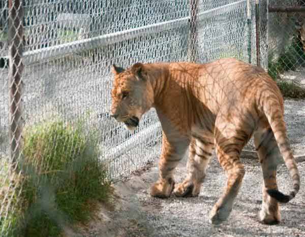 Liger Cub Weighs 36 pounds at 120 days of age. 