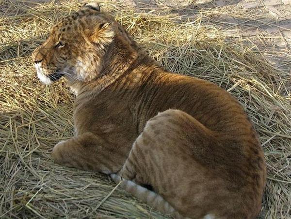Liger Cub Resting on a Straw grass