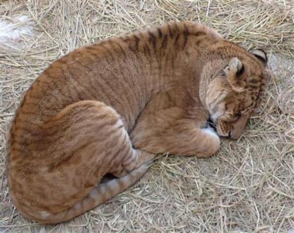 Liger Cub Sleeping in Chinese Zoo