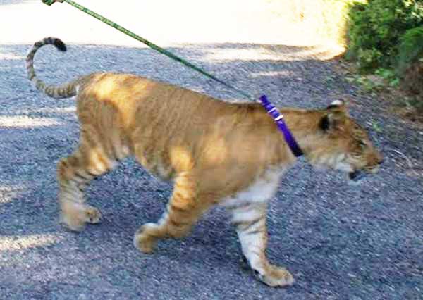 A liger cub stretching its owner