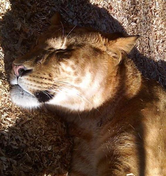 Liger Cub taking warmth from sunshine