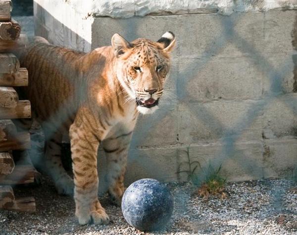 Liger Cub of 120 Days Weighs around 40 Pounds.