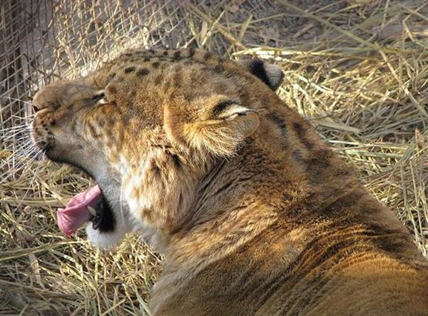 Liger Cub Yawning at an animal sanctuary