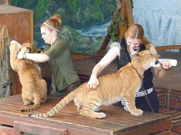 Liger cubs fed by their care-takers. 