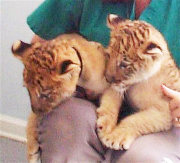 Liger Cubs Malinka & Leloo. These Liger Cubs live in Miama USA.