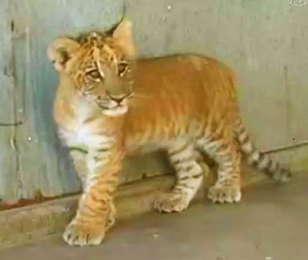 Liger cubs mortality rate is just as normal as that of the lions and tigers