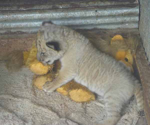 Liger Cubs Survival in China from the Tigress named as Huan Huan.