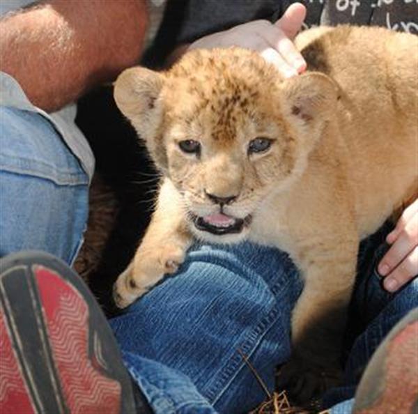 Liger Cubs Trainer has an average of more than 10 years of experience.