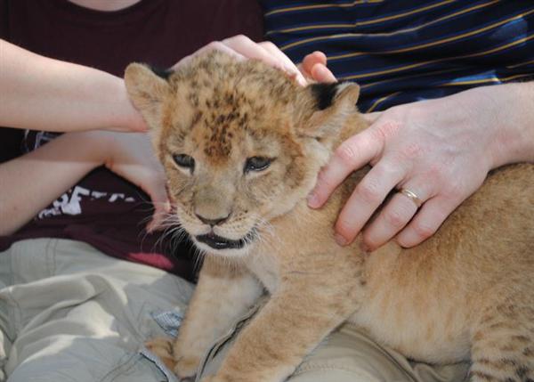 Liger Cubs Training. This liger Training helps to build their future behavior and interaction.