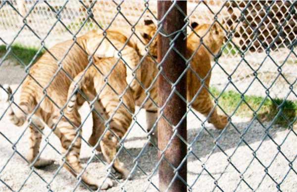 Liger Cubs at Wisconsin Animal Sanctuary.