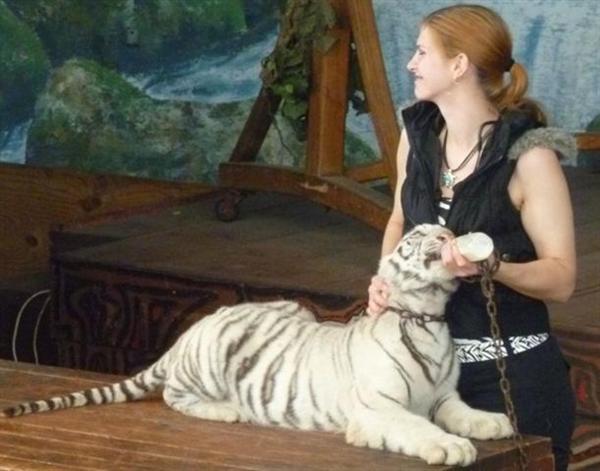 White Tiger Cub having Milk. 