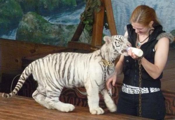 White Tiger Cub Feeding on a milk by its trainer. 