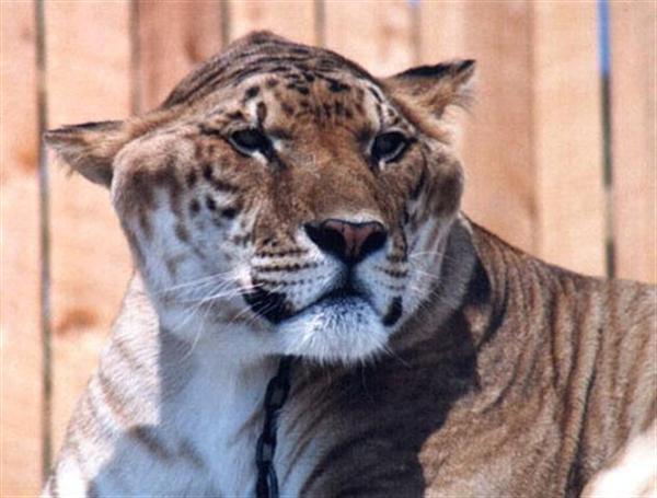 Samson the liger died because of kidney failure. 