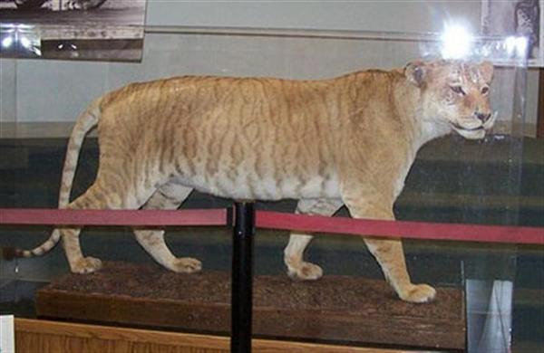 Shasta the liger Lived very long.