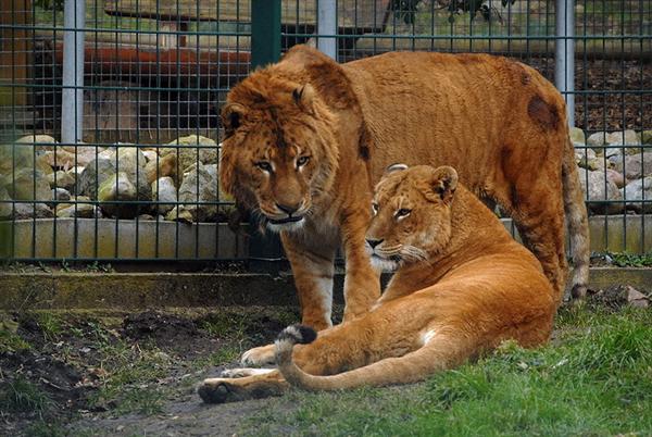Liger Pair at Noah Ark Zoo within Germany. 