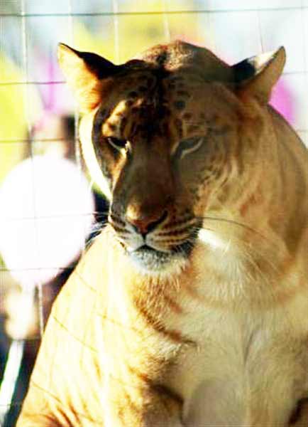 Liger Breeding and Ethical Questions about liger Breeding. 