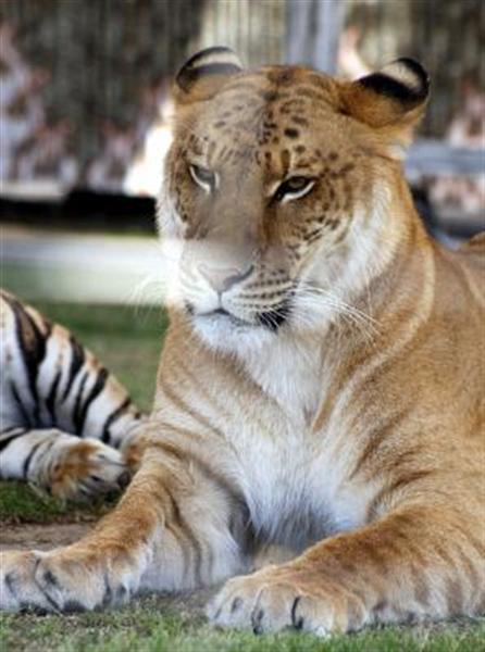 Female Liger Weighs 600 Pounds.