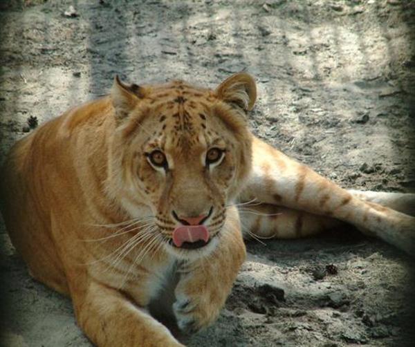 Female ligers are as bigger as Male African Lions. 