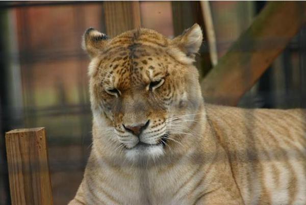 Female Ligers are equal to Male Lions and Tigers.