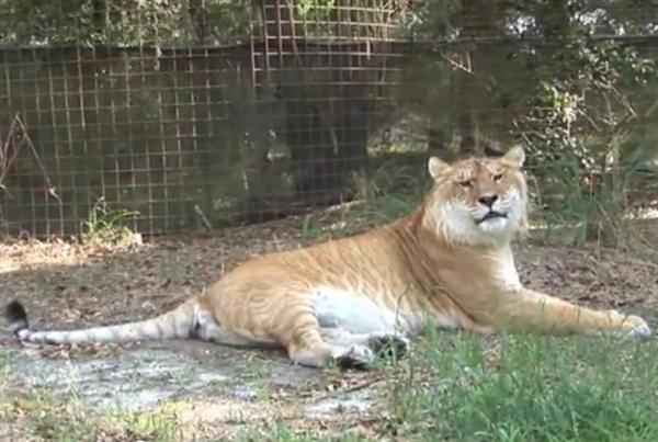 liger Freckles have a Paralyzed Leg. 