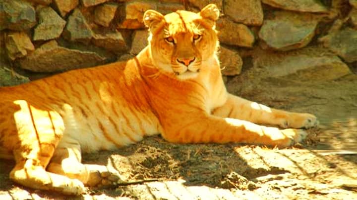 Lion and tiger Hybridization produces healthy big cats such as ligers, li-ligers and li3-ligers.