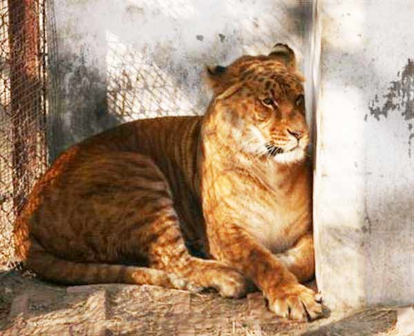 Liger Chromosome X and Y. Chromosome X is a Male African Lion for Liger, Chromosome Y is the Female Tiger for Liger. 