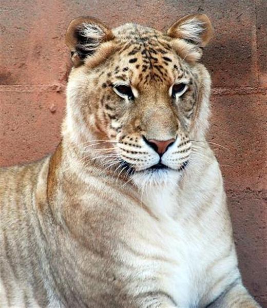 Ligers grow faster than lions and tigers. Liger Cubs Grow faster.