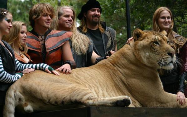 Ligers lack growth Inhibiting Genes in their bodies. This allows them to grow big and fast.
