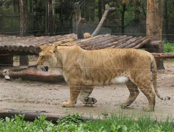Liger Growth is amazing. Liger Grow Taller, Faster and heavier.