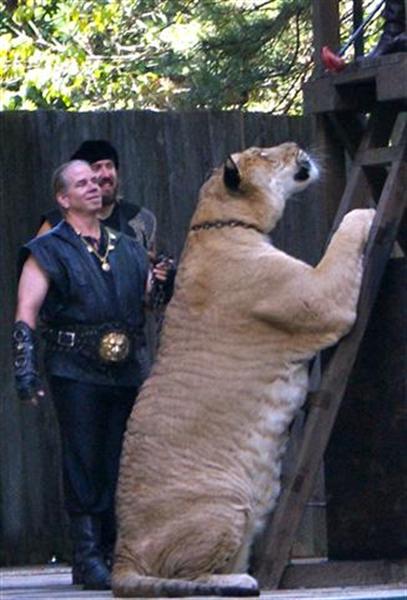 Ligers are highly active. Liger runs faster.