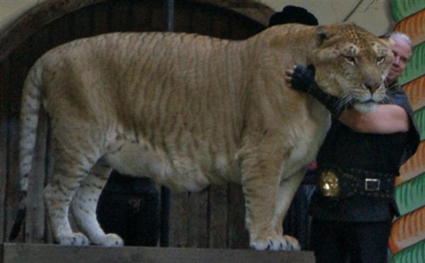 Ligers have Strong Heart. There is no Question of Ligers having Weaker Heart.