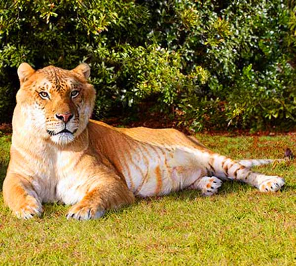 Hercules the Liger at Guiness Book of World Records during the year 2009/2010 and year 2013/2014.