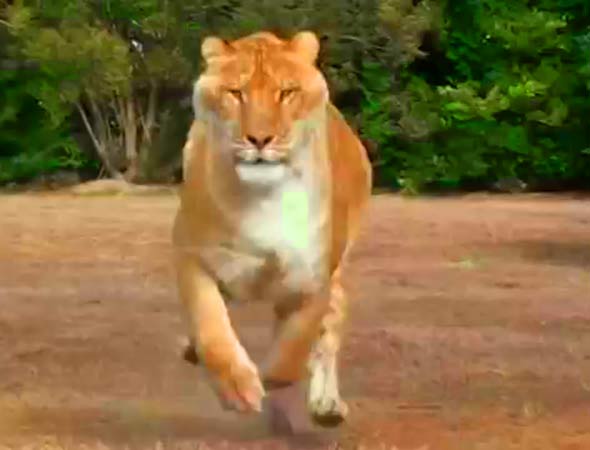 Liger Hercules can run at a speed of 60 miles per hour. 