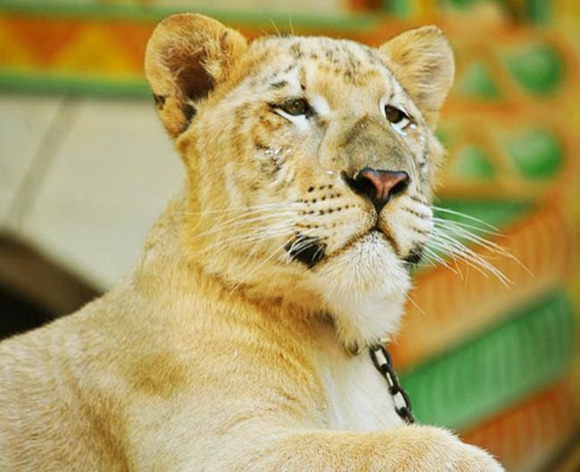Wild liger history and origin can be tracked at Gir forest or at Singapore.