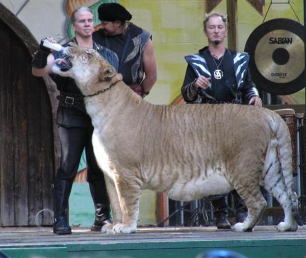 History of Liger at USA. Shasata the liger was first ever liger in USA.