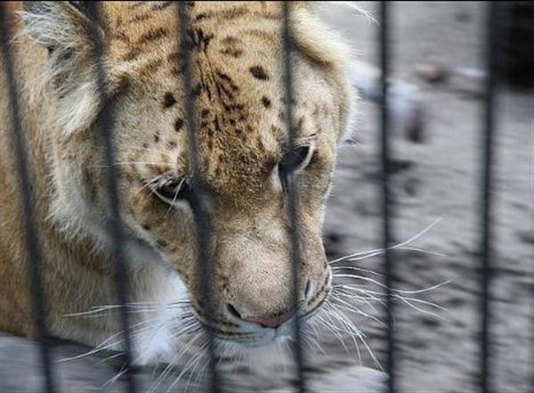 Ligers being illegal for captivity will never boost tiger and lions popularity. 