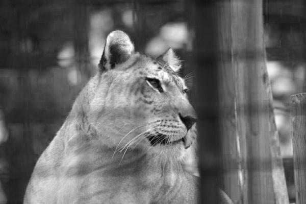 Ligers Rumor in Japan says that they have defects and a lot of diseases. 
